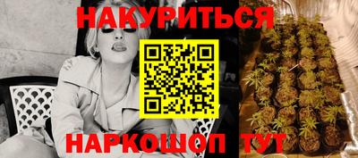 индика Кингисепп